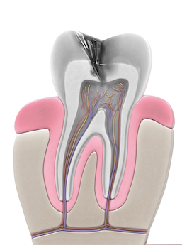 anatomia dentale