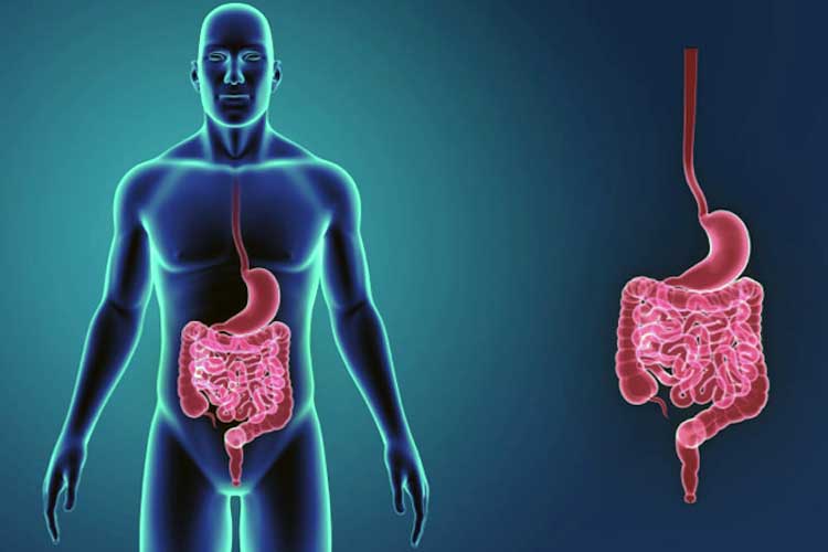 Cura e Ruolo Intestino